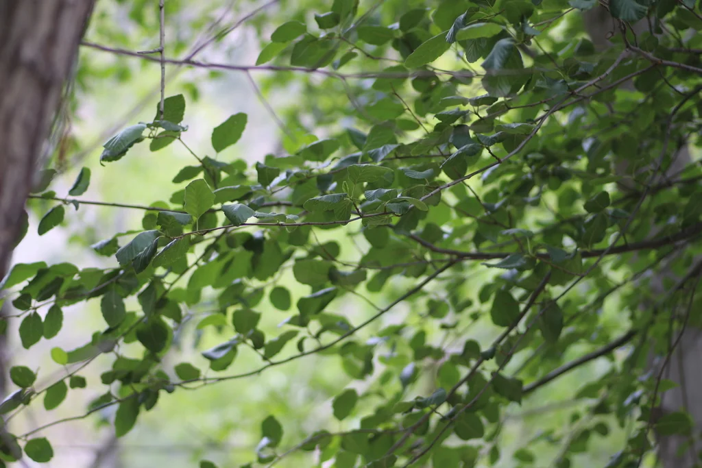 Alnus Rhombifolia