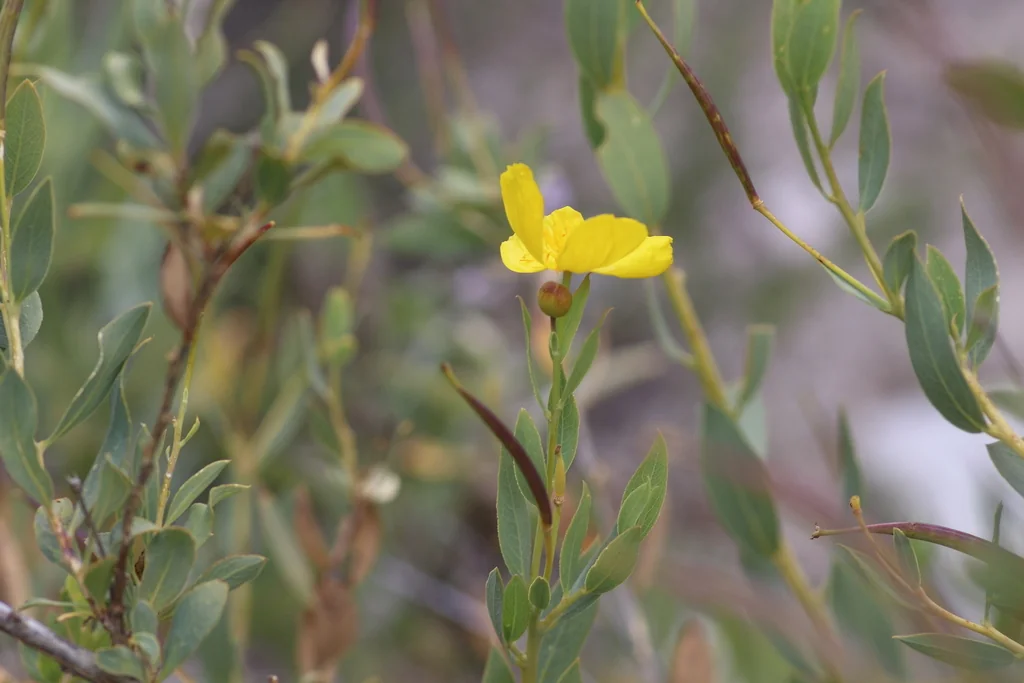 Dendromecon Rigida