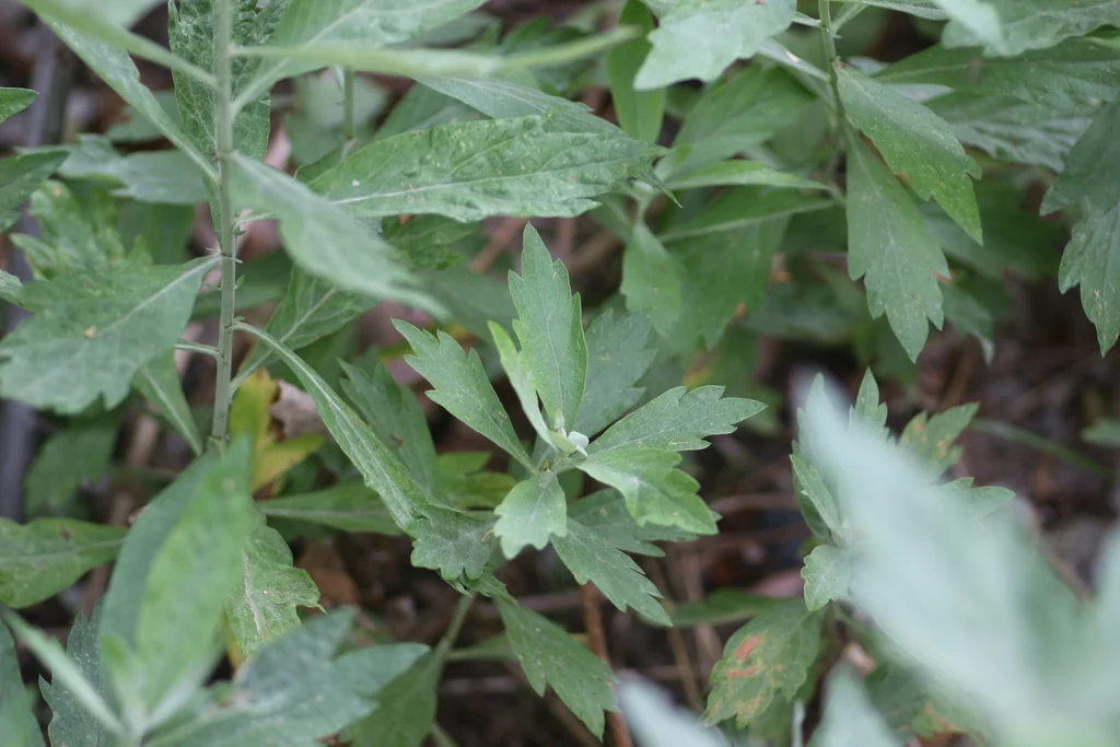 Artemisia Douglasiana