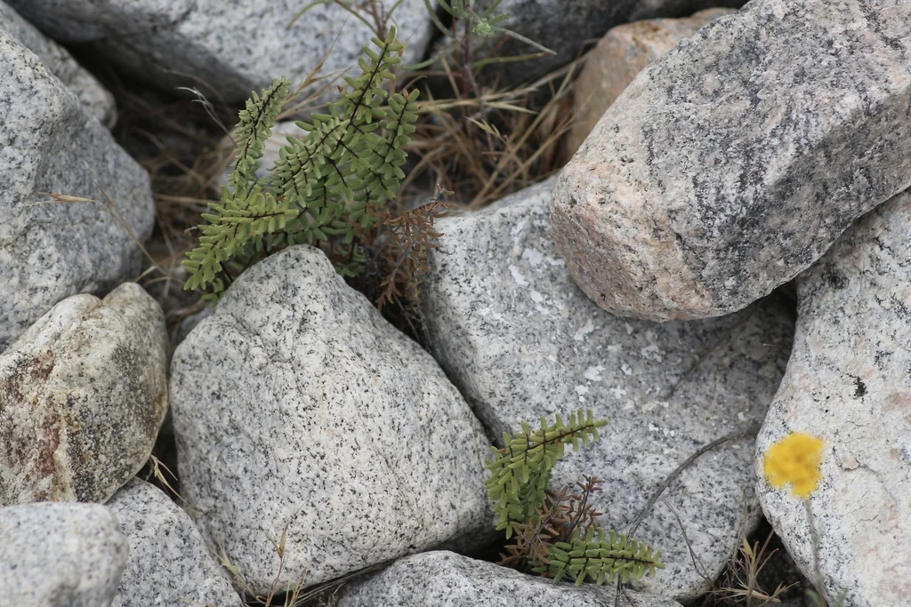 Pellaea Mucronata