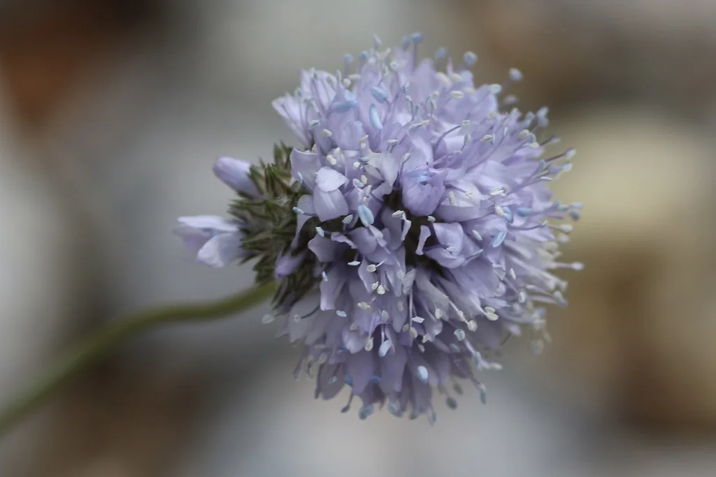 Gilia Capitata