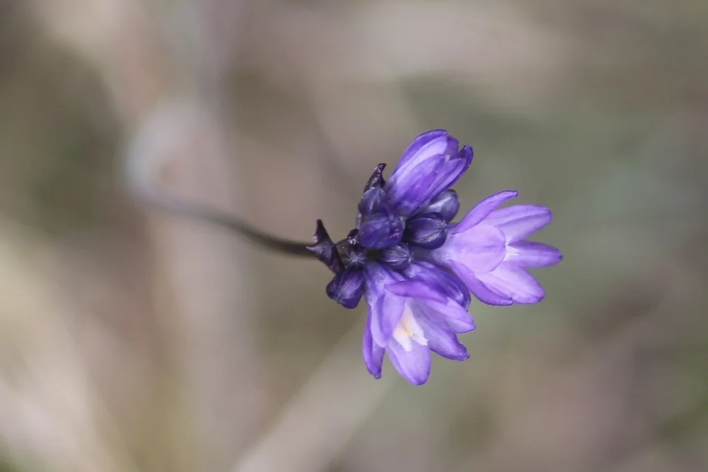 Dichelostemma Capitatum