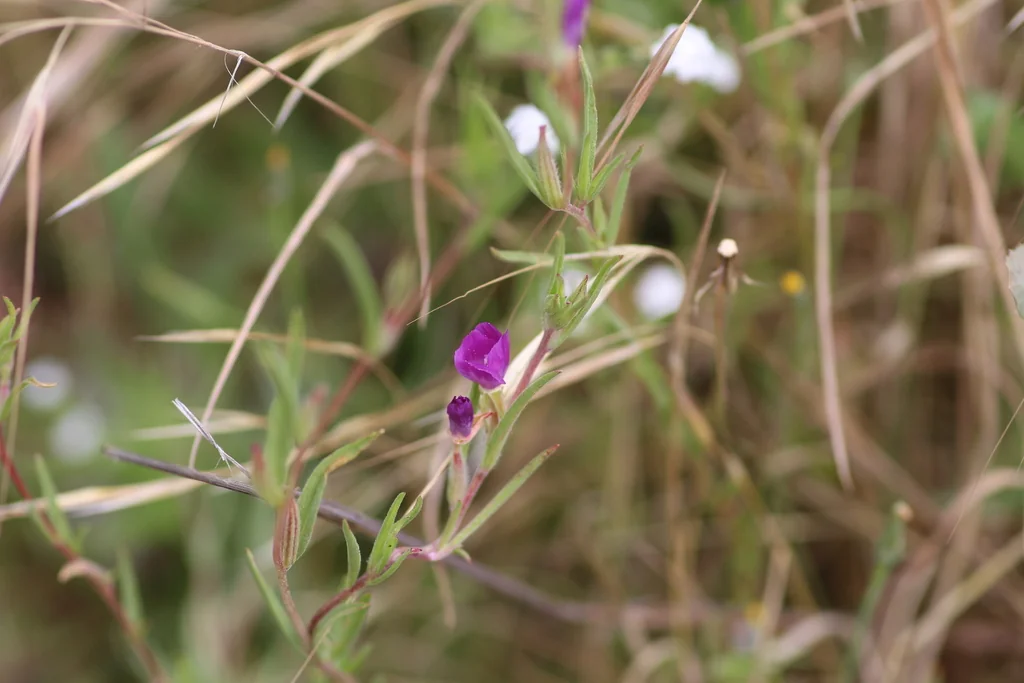 Clarkia Purpurea