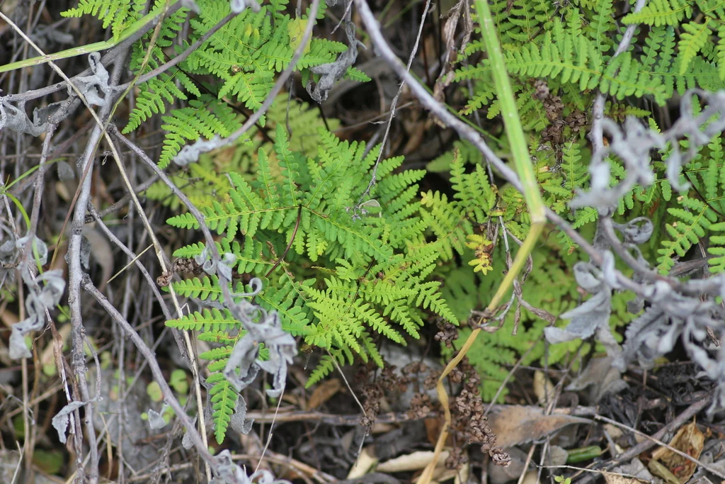 Pentagramma Triangularis
