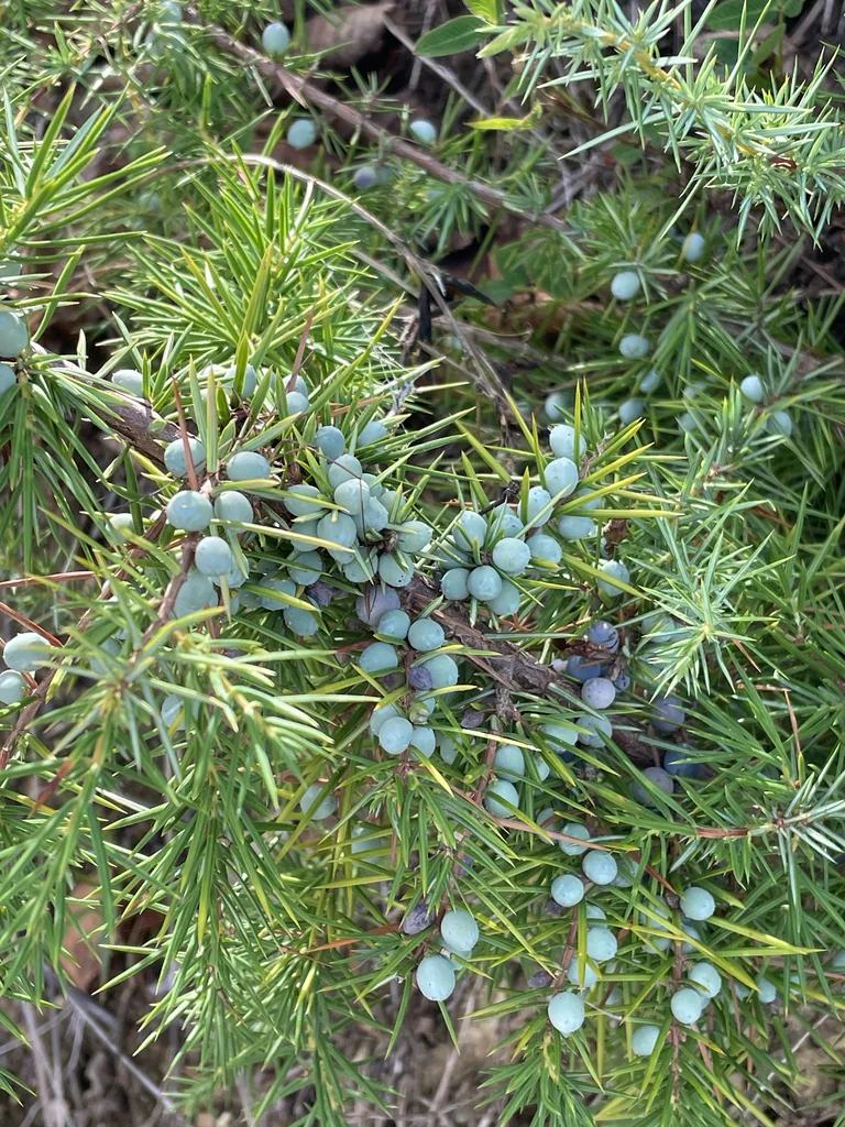 Juniperus Communis