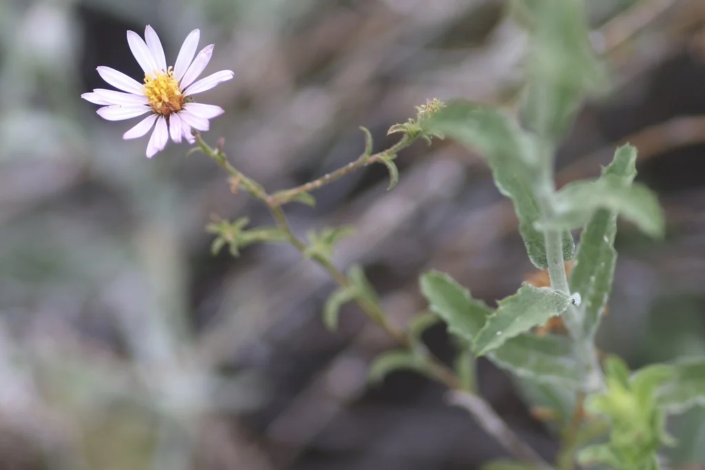 Lessingia Filaginifolia