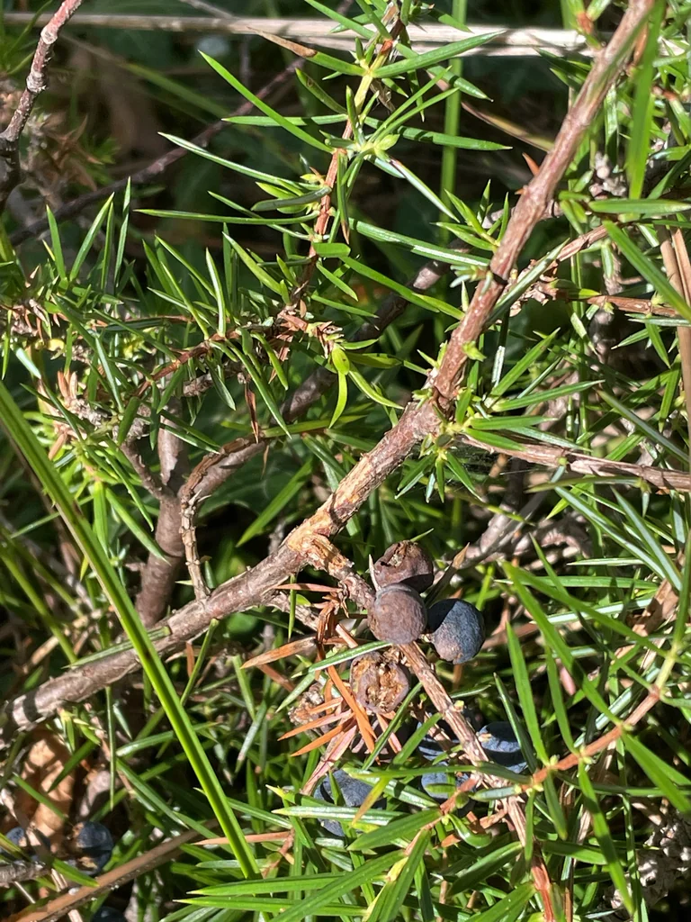 Juniperus Communis