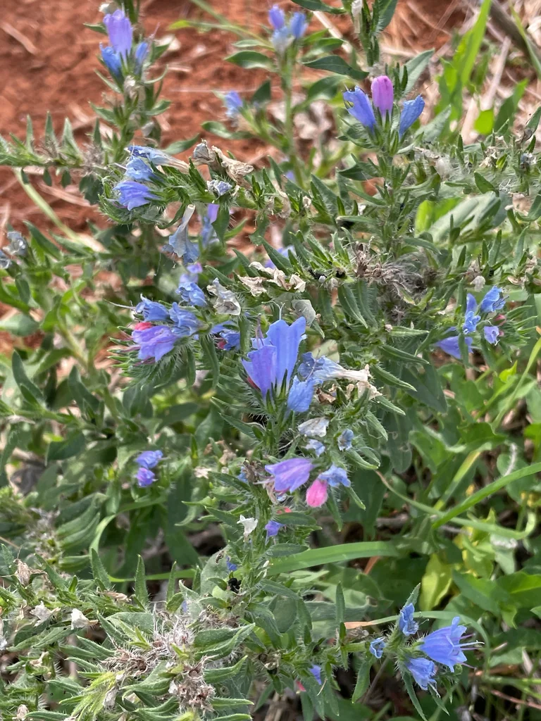 Echium Vulgare