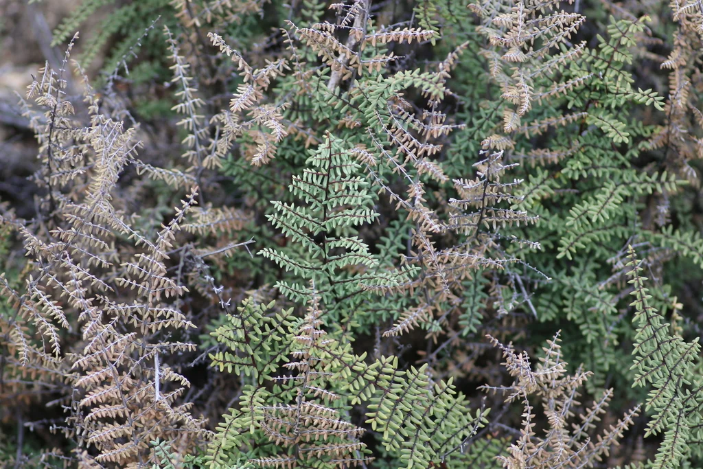 Pellaea Mucronata