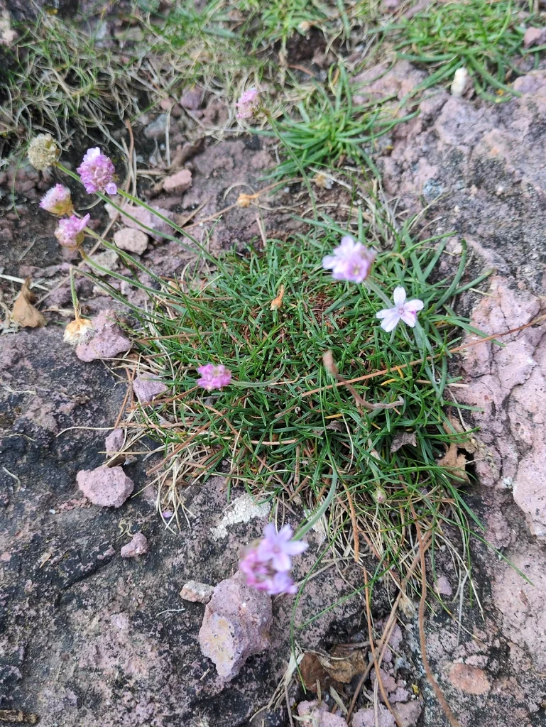 Armeria Maritima