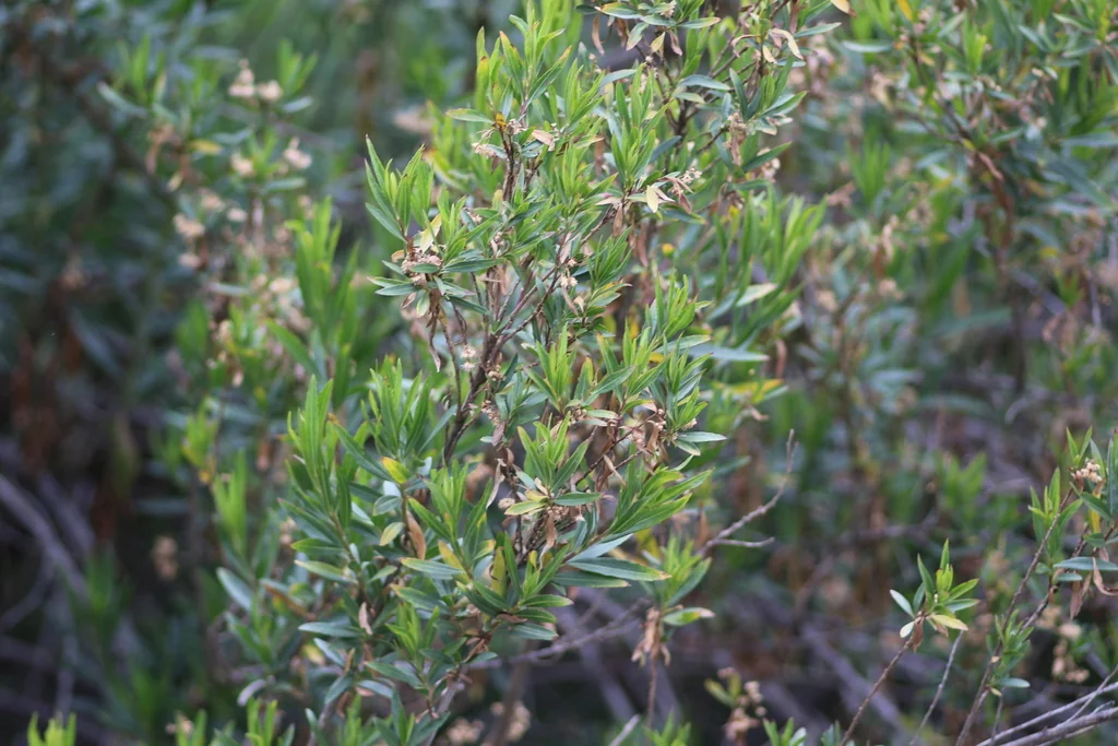 Baccharis Salicifolia