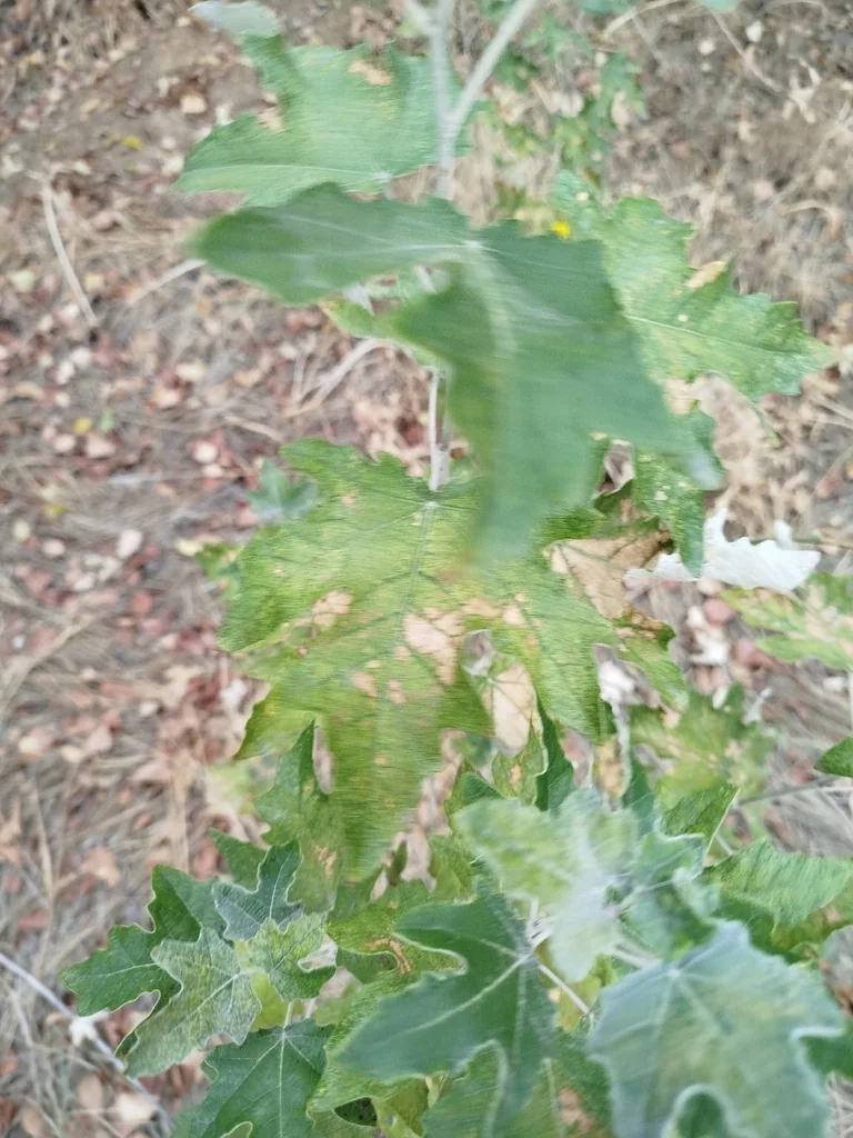 Populus Alba