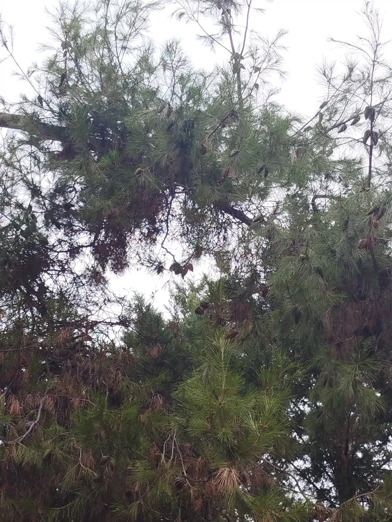 Pinus Halepensis