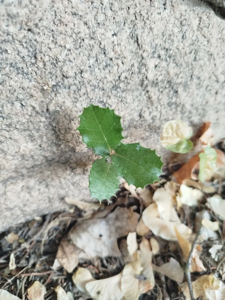 Quercus Ilex