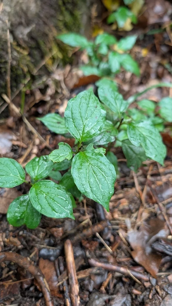 Cornus sanguinea