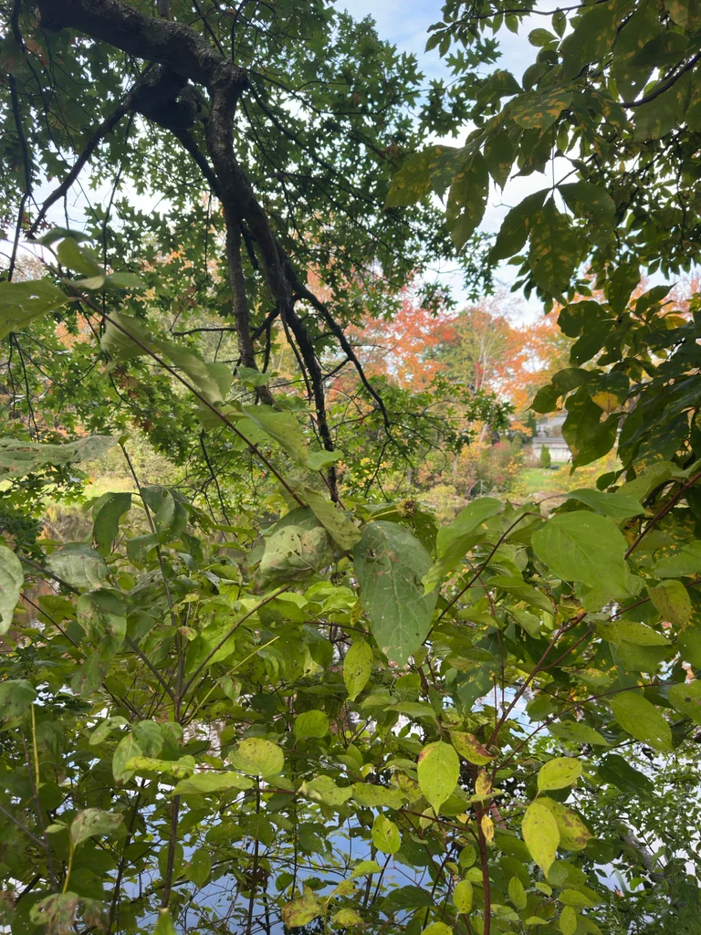 Cephalanthus Occidentalis