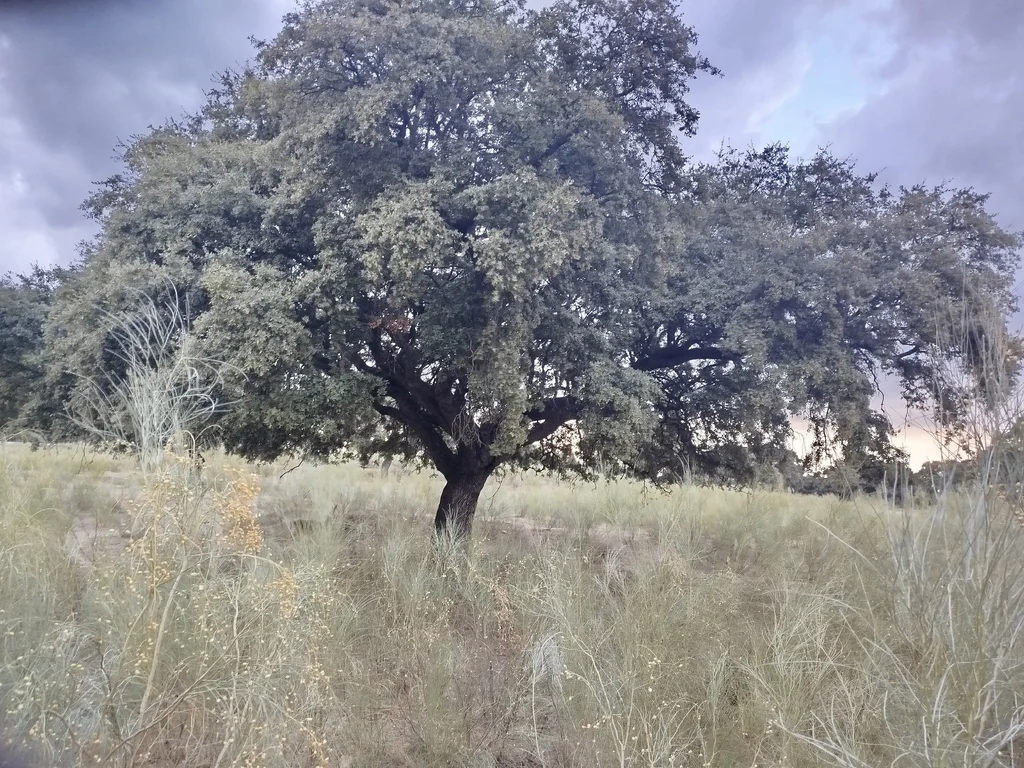 Quercus Ilex