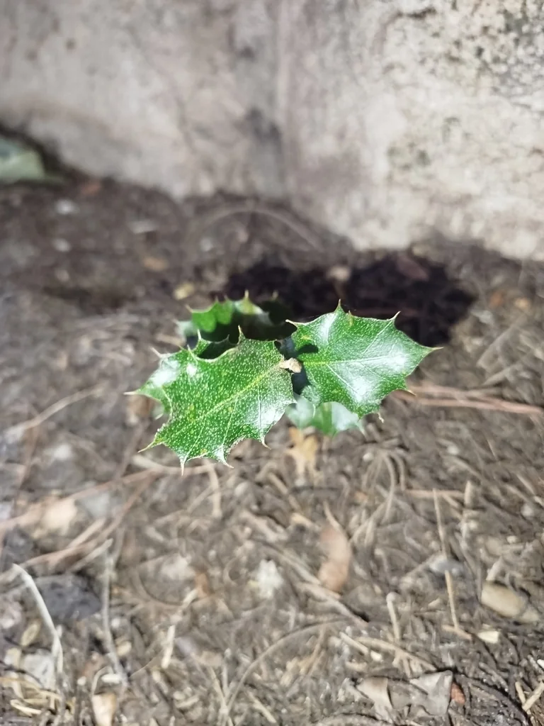 Quercus Ilex