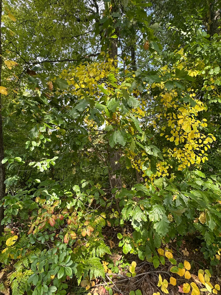 Quercus Lyrata