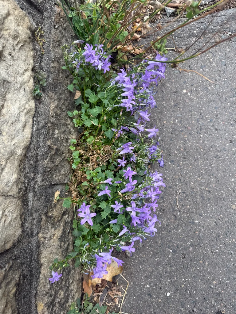 Campanula Portenschlagiana