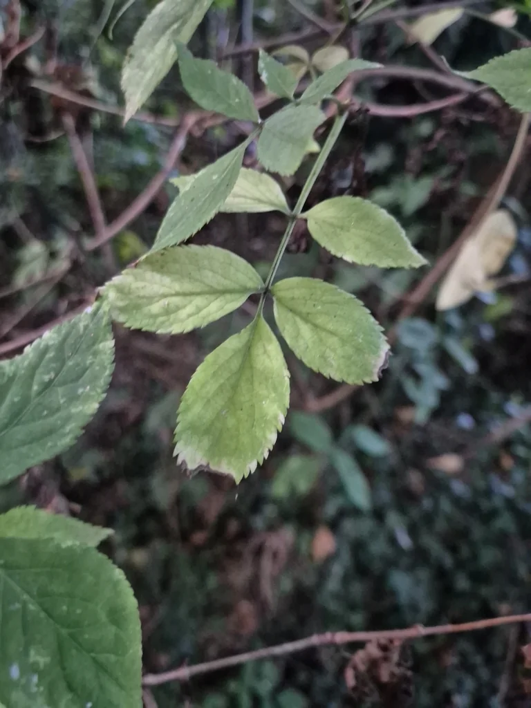 Sambucus nigra
