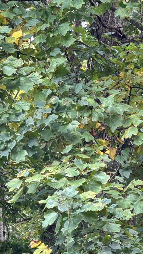 Liriodendron Tulipifera