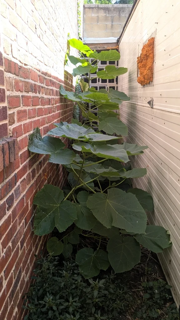 Paulownia Tomentosa