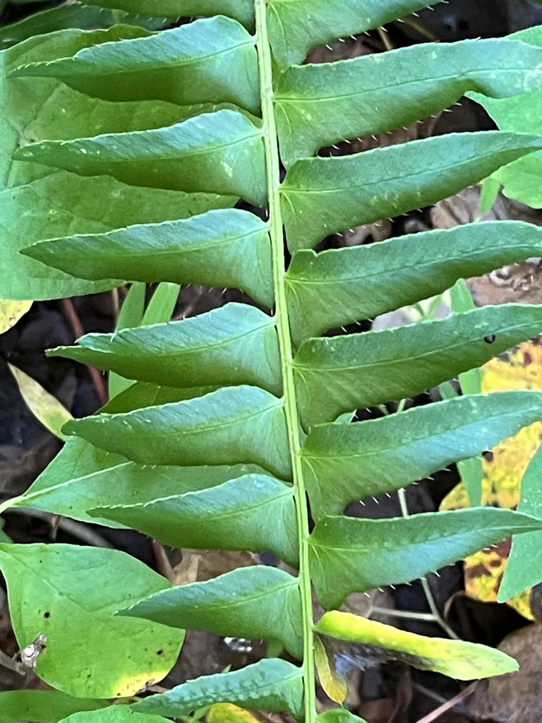 Polystichum Acrostichoides