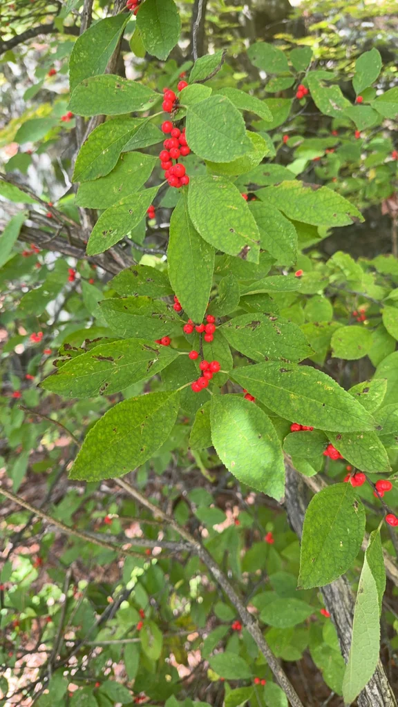 Ilex verticillata