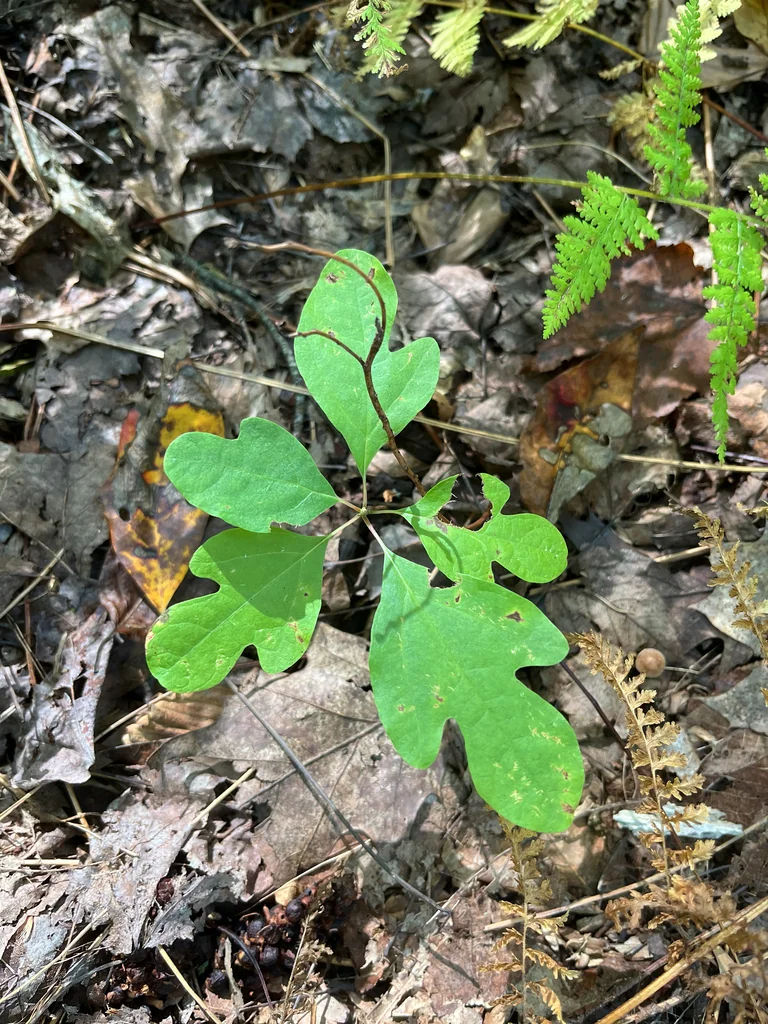 Sassafras Albidum