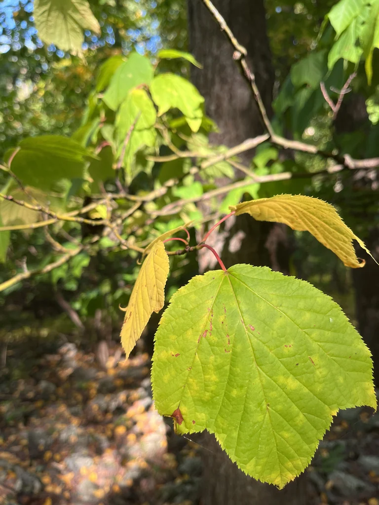 Acer Pensylvanicum