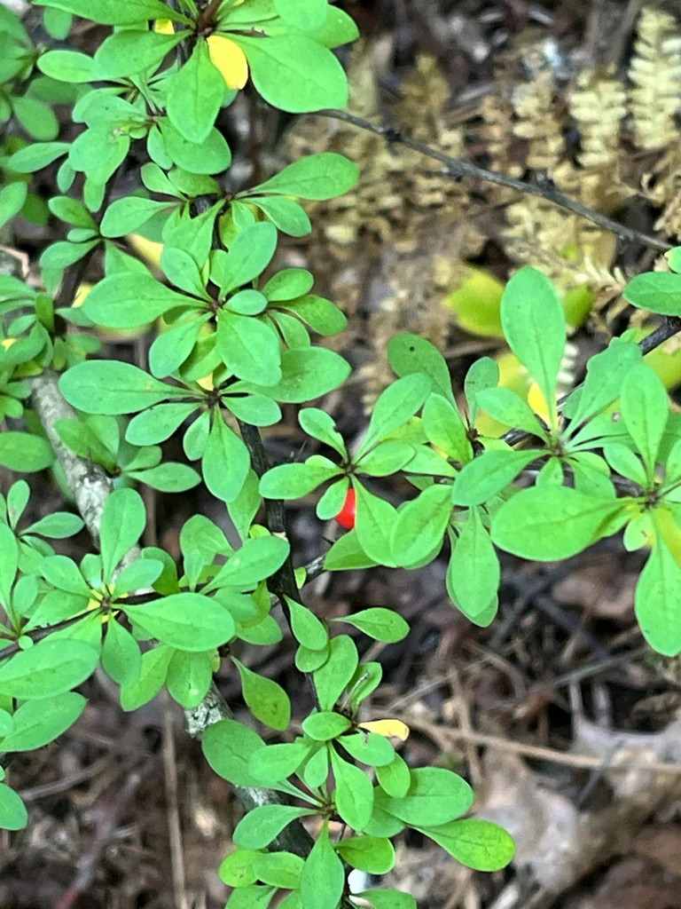 Berberis Thunbergii