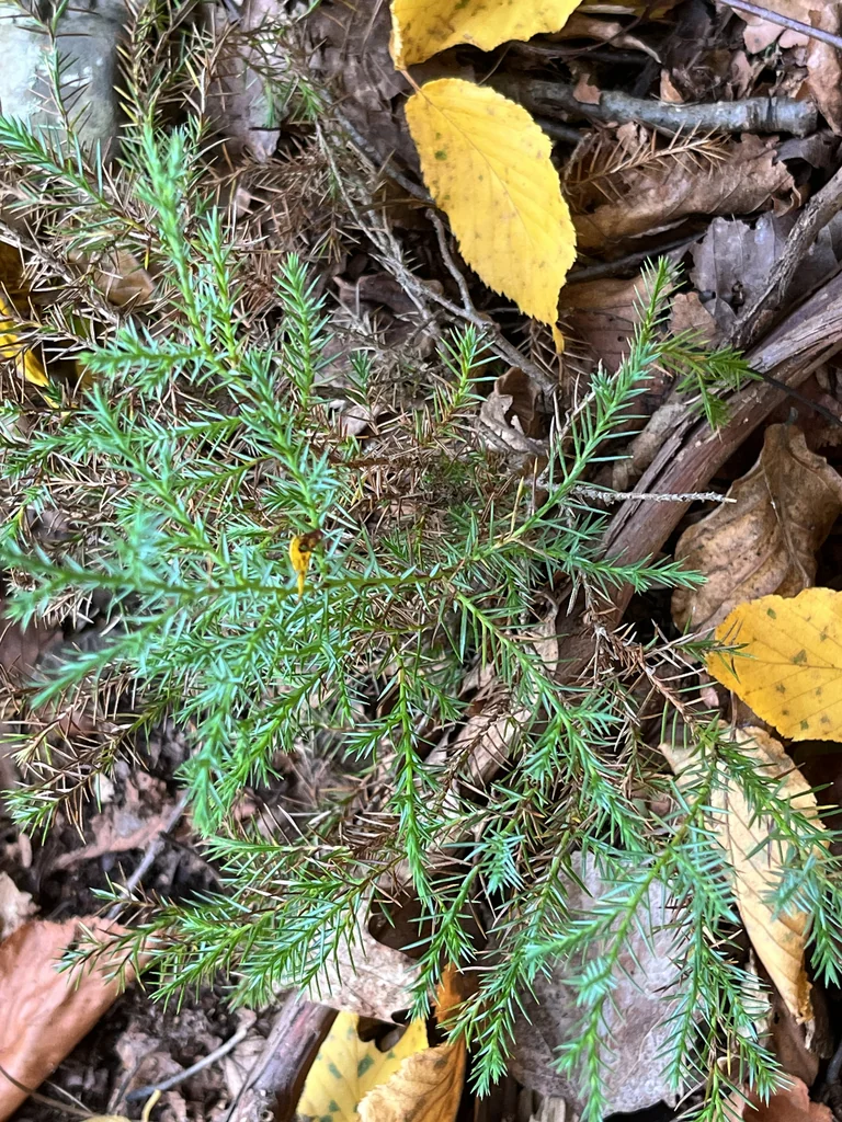 Juniperus Virginiana
