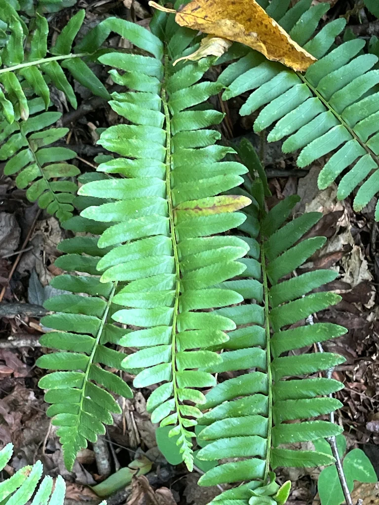 Polystichum Acrostichoides