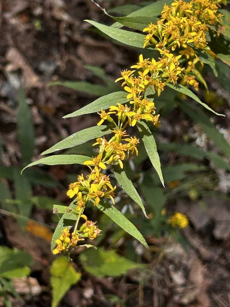 Solidago Caesia