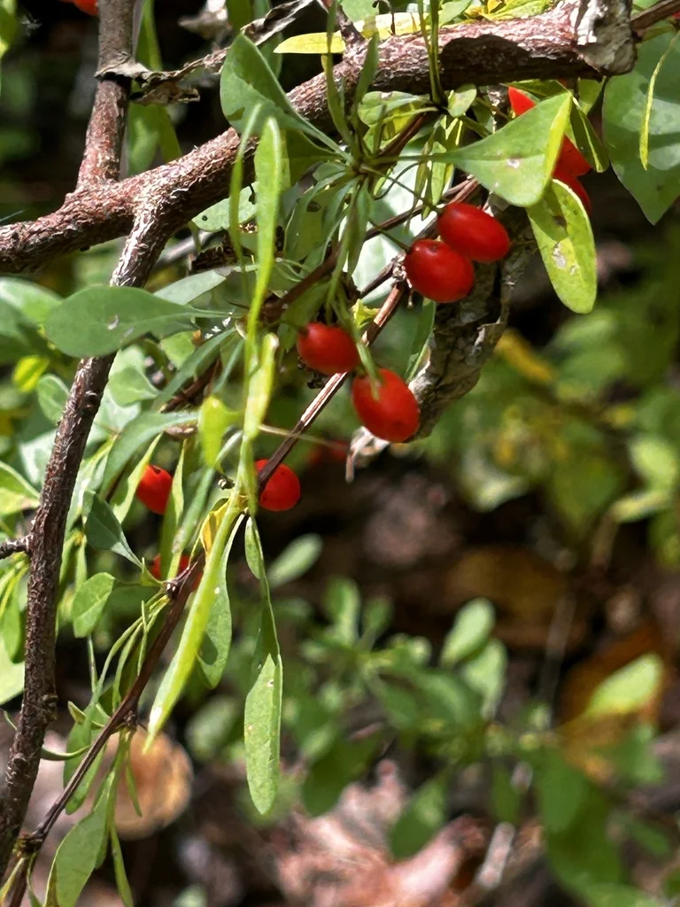 Berberis Thunbergii
