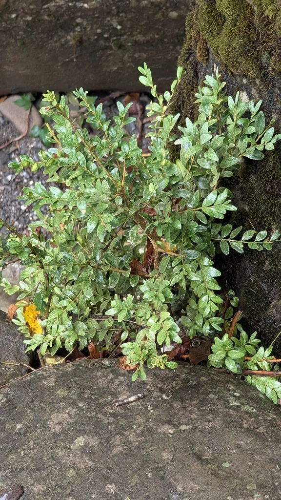 Buxus sempervirens