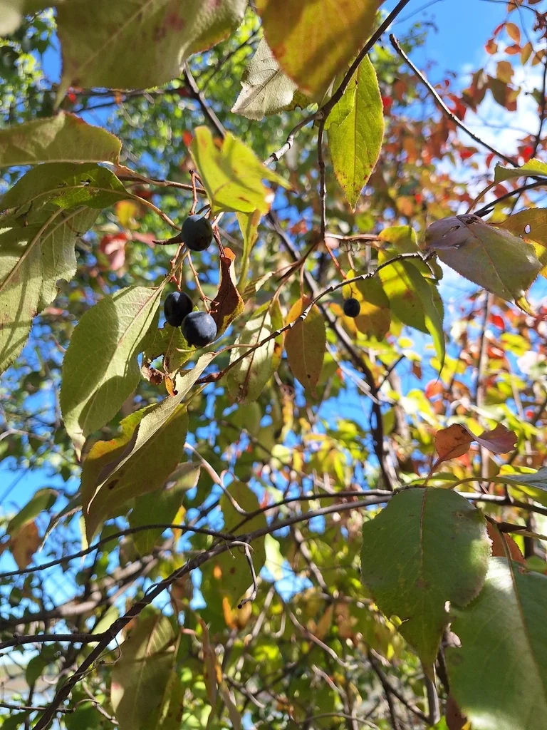 Viburnum Lentago
