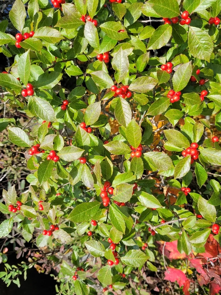 Ilex verticillata