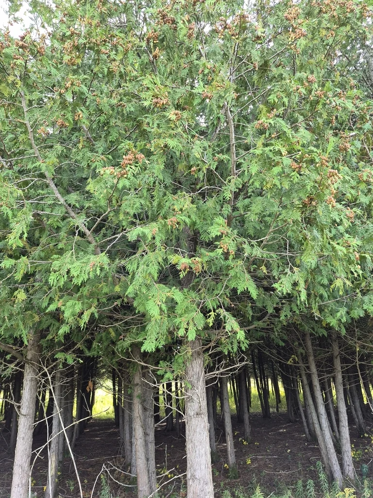 Thuja Occidentalis