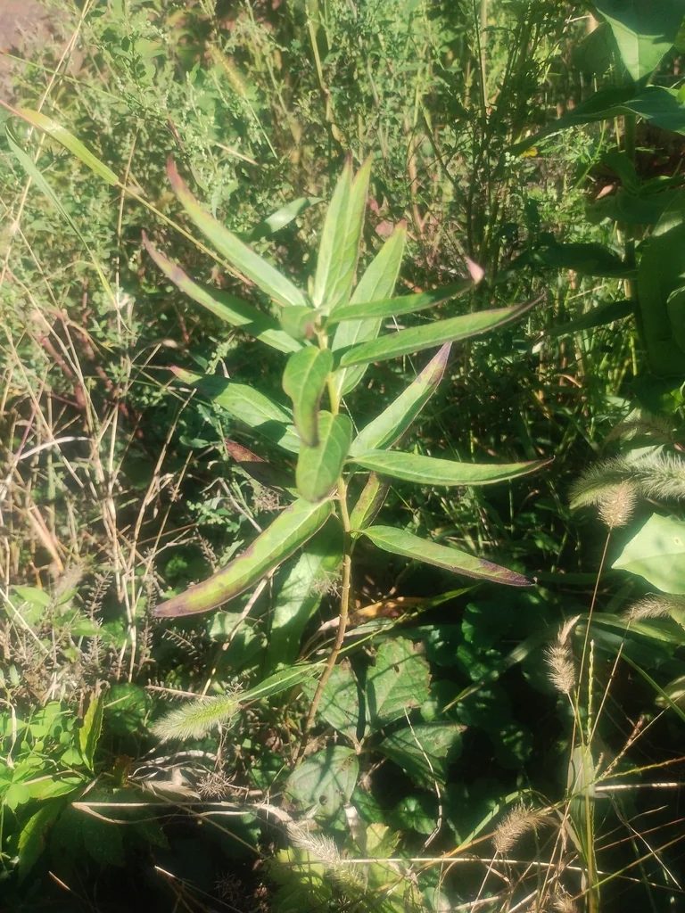 Asclepias Incarnata