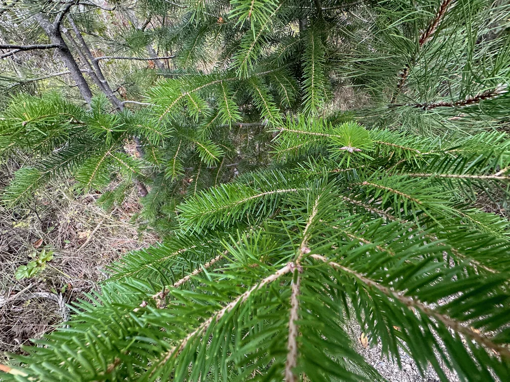 Pseudotsuga Menziesii