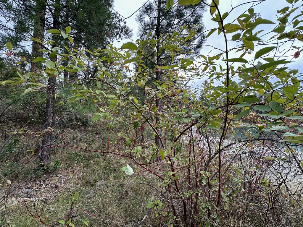 Cornus Sericea