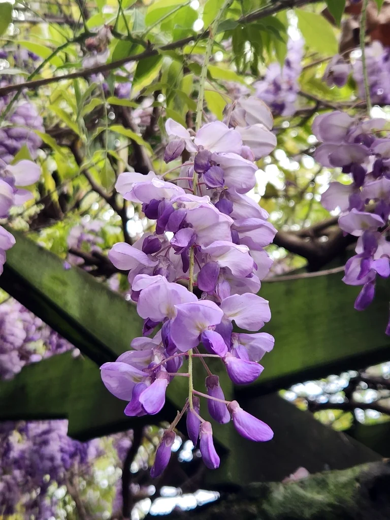 Wisteria Sinensis