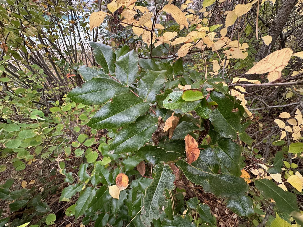 Mahonia Aquifolium