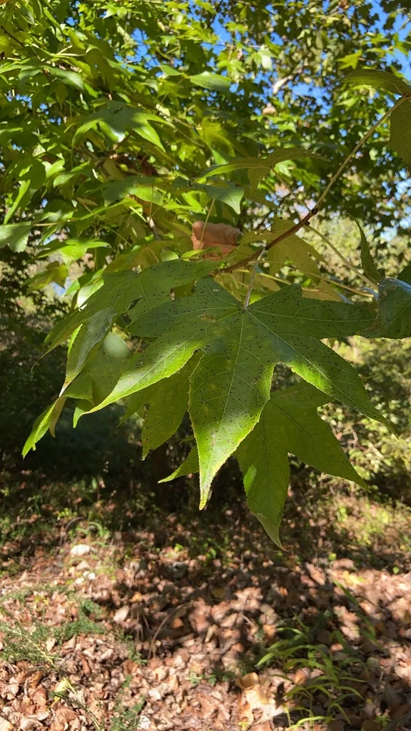 Liquidambar Styraciflua