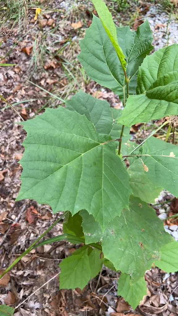Platanus Occidentalis