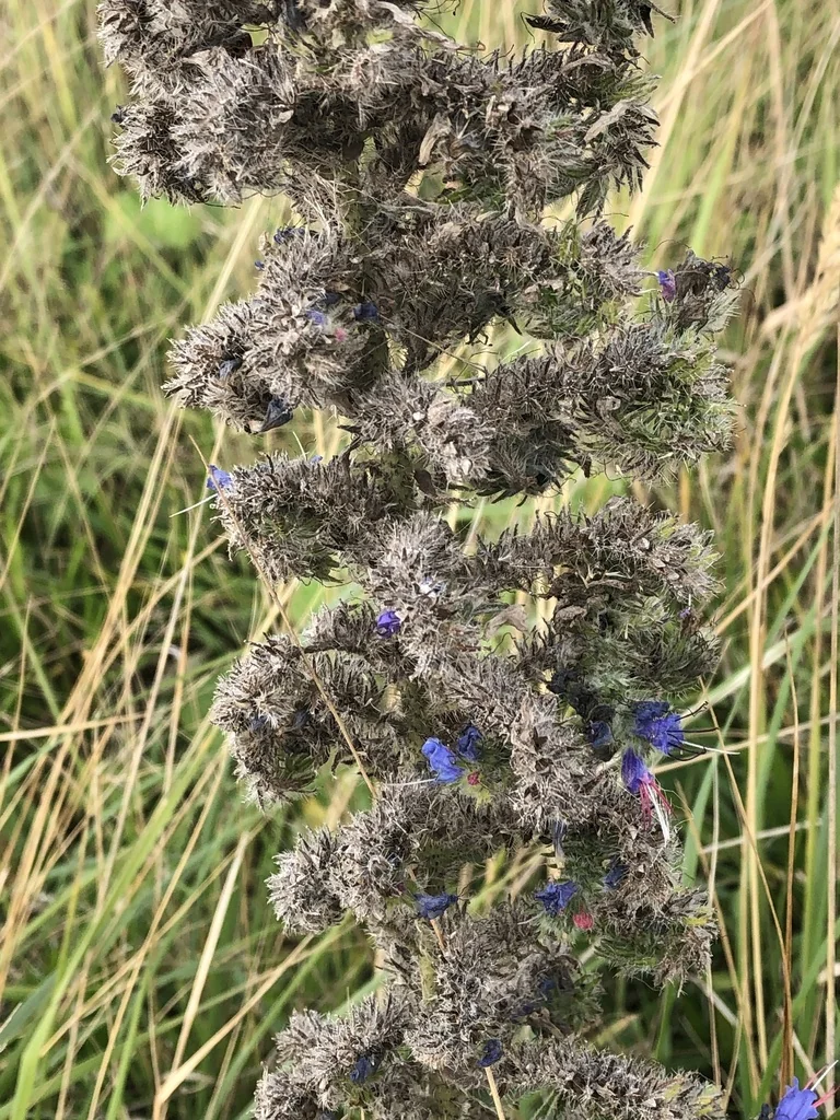 Echium Vulgare