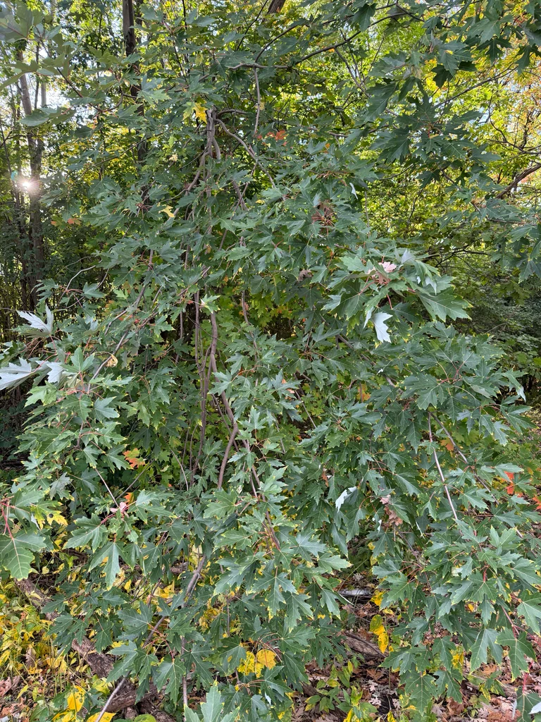 Acer Saccharinum