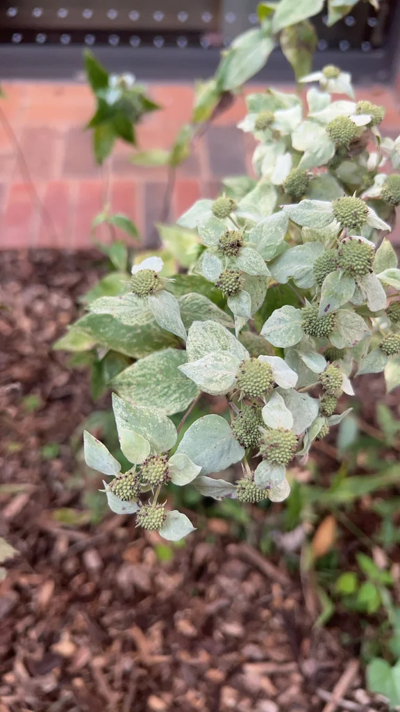 Pycnanthemum Muticum